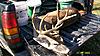 bow kill oklahoma 2010-2010-deer-006.jpg