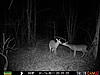 YOUR most interesting trail camera pics-prms0458.jpg