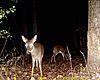 YOUR most interesting trail camera pics-sunp0023..jpg