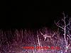 YOUR most interesting trail camera pics-taintedcorn.jpg