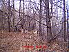 YOUR most interesting trail camera pics-piedeer-0011111.jpg