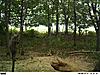 YOUR most interesting trail camera pics-pict0004a.jpg