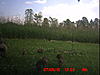 YOUR most interesting trail camera pics-icam0045.jpg