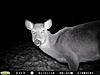 YOUR most interesting trail camera pics-pict0009.jpg