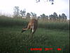 YOUR most interesting trail camera pics-icam0051.jpg