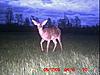 YOUR most interesting trail camera pics-icam0012.jpg