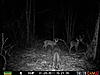 Not a single buck on trail cam after hunting season-prms0719.jpg