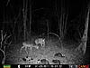 YOUR most interesting trail camera pics-prms0118.jpg