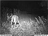 YOUR most interesting trail camera pics-tj1.jpg