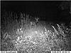 YOUR most interesting trail camera pics-tj2.jpg