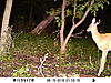 YOUR most interesting trail camera pics-sunp0127.jpg