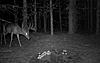 shooter?-big-buck-2.jpg