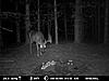 shooter?-big-buck-3.jpg