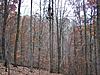 What's your plan if you fall from your stand ?-toms-tree-stand.jpg