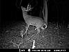 Shed hunting tips?-crabclaw10.jpg