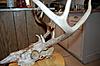 Shed hunting finds.-shed-hunting-3-11-11-021.jpg