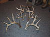 Shed Hunting-0304011930a.jpg