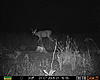 Velvet deer - how big will these get?-buck2.jpg