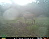 Velvet deer - how big will these get?-buck3.jpg