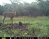 Velvet deer - how big will these get?-buck5.jpg