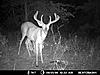 Opinions please - using corn to lure deer to camera-big-buck.jpg