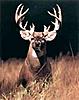 Bow Hunting Ontario Canada-big-buck.jpg