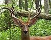 Hunt Clubs and Trail Cams - Sharing info Poll-example-buck2.jpg