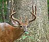 Hunt Clubs and Trail Cams - Sharing info Poll-example-buck.jpg