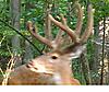 Hunt Clubs and Trail Cams - Sharing info Poll-examplebuck4.jpg