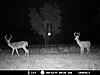How would these deer score?-bucks1.jpg