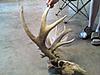 Sweet find-deer-head3.jpg