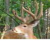 What would these two Bucks Score?-11pt-profile.jpg