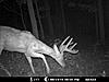 RATE THIS DEER - New Trail Cam pic-mdgc0085.jpg