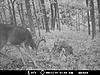 RATE THIS DEER - New Trail Cam pic-mdgc0100.jpg