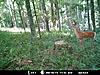 RATE THIS DEER - New Trail Cam pic-mdgc0026.jpg