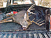 Pics from the stand...Pics of the property-garysdeer.jpg