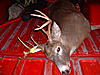Pics from the stand...Pics of the property-jersdeer002.jpg
