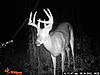 Is this 8 pointer worth taking?-pict0028.jpg