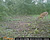 Carrot Crave Deer Attractant-deer-pic-3.jpg