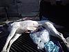 My Buddy Shoots a White Deer (Pics)-piebald1.jpg