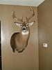 My 2008 Bow Buck-dsc00735-small-.jpg