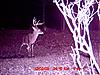 Whitetail w/Forked G2s (Pics)-forked-20g2_7-2-.jpg