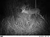 What would this buck score? Age?-pict4053.jpg