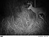 What would this buck score? Age?-pict4069.jpg