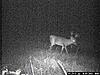 Some trail cam pics-005.jpg