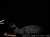 Some trail cam pics-sunp0006.jpg