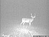Some trail cam pics-032.jpg