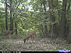 Deer Score-cdy_0335.jpg