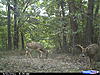 Deer Score-cdy_0336.jpg
