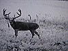 What Would this buck score-trailcambuck.jpg